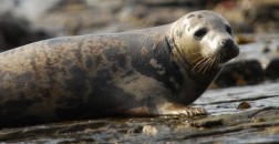 Pentland Seals